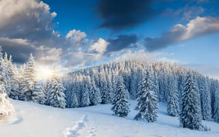 Картинка природа, лес, деревья, снег, восход, зима, пейзаж, следы