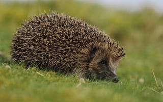 Картинка трава, природа, ёжик, ёж