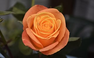 Картинка Роза, Rose, Orange rose, Оранжевая роза
