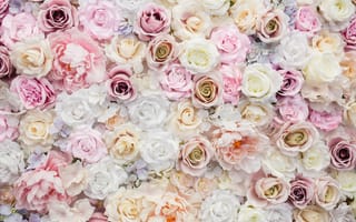 Картинка розы, лепестки, белые, бутоны, pink