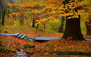 Обои Осень, Деревья, Fall, Trees, Autumn, Park, Листва, Парк