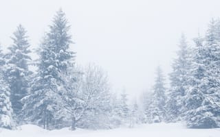 Картинка зима, снег, nature, landscape, пейзаж, деревья, зимний, елки