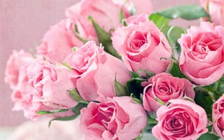 Картинка розы, розовые, букет, крупным планом