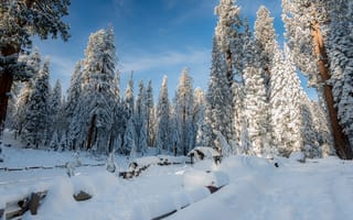 Картинка зима, снег, beautiful, зимний, nature, forest, елки, fir tree, деревья, landscape, winter, пейзаж, snow
