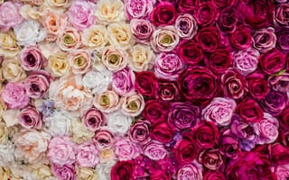 Обои цветы, white, розы, decoration, декор, pink, backgroud, бутоны, roses, flowers