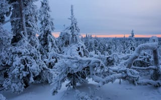 Картинка зима, лес, Северная Карелия, Национальный парк Коли, снег, Финляндия, Finland, деревья, ели, North Karelia, Koli National Park