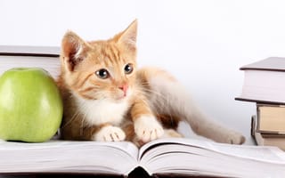 Картинка Кошка, Животные, Кот, Яблоки, Книга, Взгляд