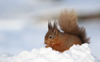 Картинка зима, снег, обед, белка, сугробы, грызун