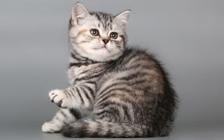 Картинка Британская короткошерстная, кошечка, котенок, кот, британец