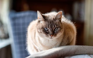Картинка кошка, кот, взгляд, комната, Рэгдолл, голубые глаза, колор-пойнт