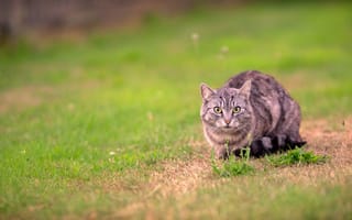 Картинка кошка, трава, кот, прогулка, поляна, полосатый, взгляд, серый