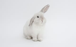 Картинка кролик, белый, белый кролик, уши