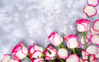 Картинка цветы, розы, beautiful, лепестки, розовые, pink, flowers, white