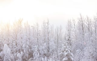 Картинка зима, лес, сказочный лес, снежно, солнечный лес, солнечно, снежный лес