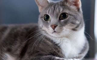 Картинка кошка, взгляд, мордочка, котейка, портрет