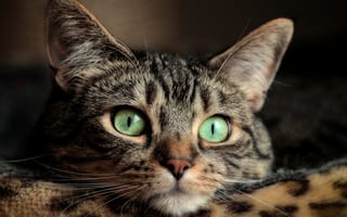 Обои глаза, кот, cat, eyes, усы, mustache