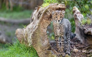 Картинка гепард, трава, коряга, котёнок, детёныш, ©Tambako The Jaguar, кошка