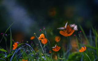 Картинка лето, макро, цветы, насекомые, бабочки