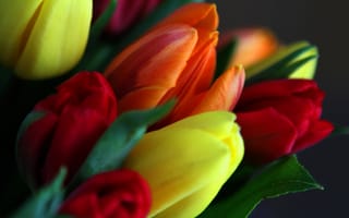 Картинка весна, листья, лепестки, букет, тюльпаны