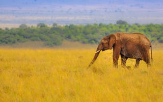 Картинка слон, природа, трава, саванна, африка