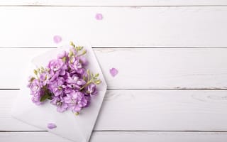 Картинка цветы, сиреневые, конверт