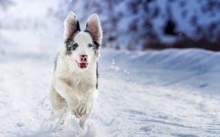 Картинка собака, друг, зима, взгляд, снег