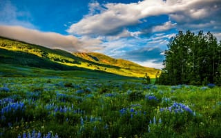 Картинка США, природа, горы, луга, цветы, Колорадо