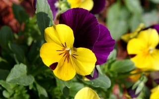 Картинка viola, цветок, flower, macro, pansy, tricolor