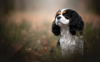 Картинка портрет, собака, Кавалер кинг-чарльз-спаниель