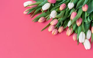 Картинка цветы, beautiful, розовые, flowers, tulips, pink, белые, romantic, fresh, тюльпаны, букет, розовый, spring, white