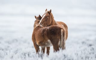 Картинка холод, зима, кони