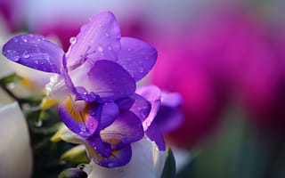 Картинка Li Feng, flower, вода, water, цветок, фрезия, nature, капли, drops, tender, HD, Purple Freesia, природа