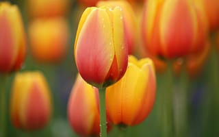 Картинка Li Feng, капли, цветок, flower, природа, tender, тюльпаны, вода, water, drops, луг, nature, HD, Orange Tulips