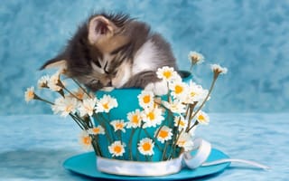 Картинка котенок, чашка, цветы