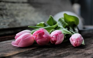 Картинка тюльпаны, розовые, цветы, лепестки