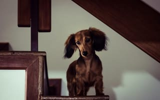 Картинка Miniature Long-Haired Dachshund, собака, дом