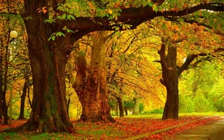 Обои Осень, Trees, Fall, Деревья, Autumn
