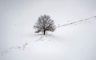 Обои зима, дерево, поле