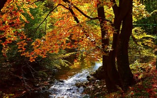 Картинка Осень, Лес, Autumn, River, Речка, Fall, Forest
