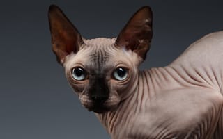 Картинка eyes, look, Sphynx