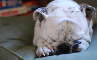 Картинка пёс, спящая собака, бульдог