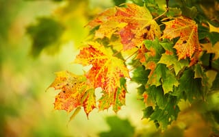 Картинка жёлтые, листья, макро, осень