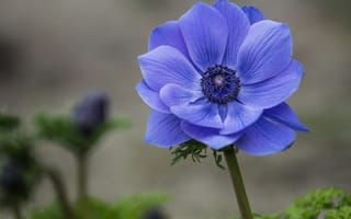 Обои Анемона, цветок, синий, фокус, макро, лепестки, ветреница