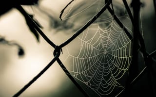 Картинка photography, Spider web, macro, fence, nature