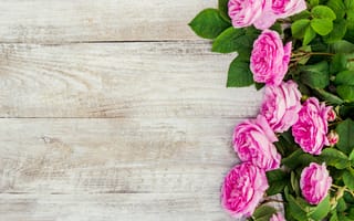 Картинка цветы, розы, pink, лепестки, wood, petals, розовые, flowers