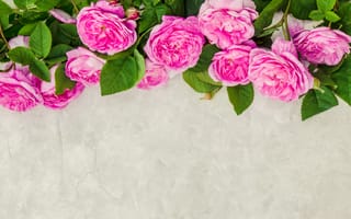 Картинка цветы, розы, wood, розовые, flowers, pink, лепестки, petals