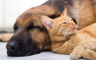 Картинка cat, dog, sleep