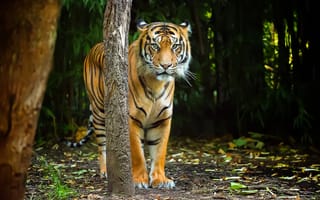 Картинка тигр, хищник, природа, полосы, взгляд