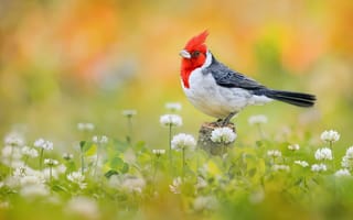 Картинка птица, краснохохлая кардиналовая овсянка, клевер, цветы
