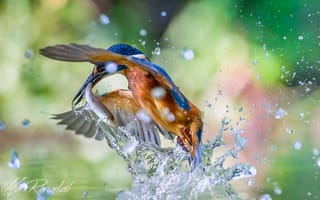 Картинка птица, вода, alcedo atthis, обыкновенный зимородок, kingfisher, брызги, улов, рыба
